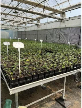 Seedling Film Greenhouse