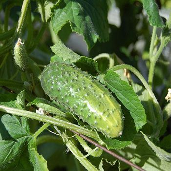Konkonm lakòz efè tèmik
